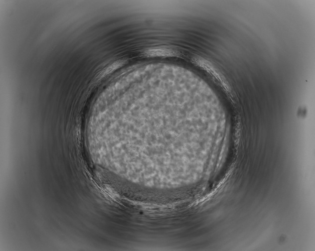 X0000098020825200804251135