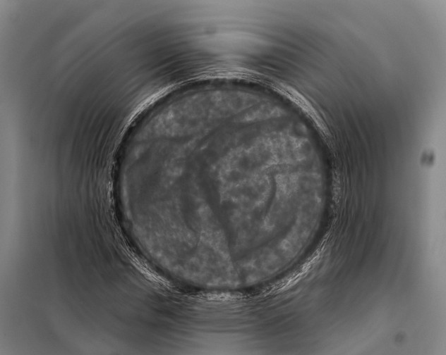 X0000098020826200804251135