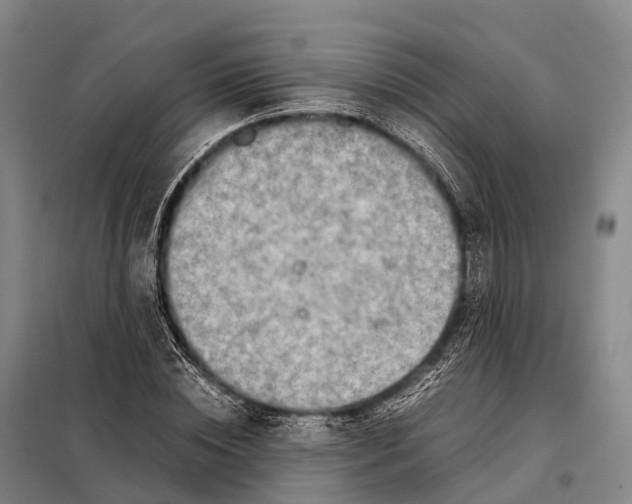 X0000098020828200804251135