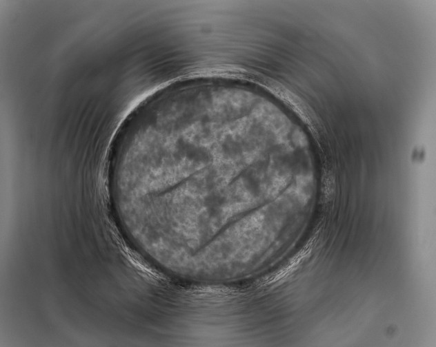 X0000098020830200804251135