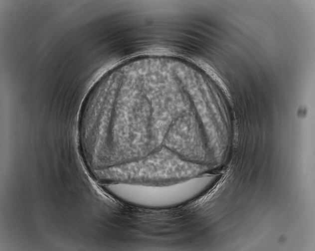 X0000098020845200804251135