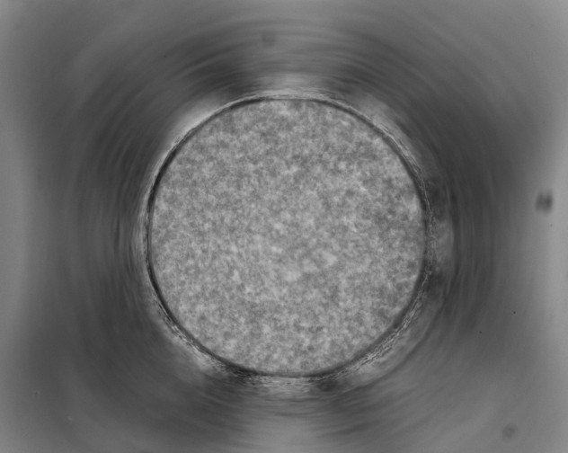 X0000098020856200804251135