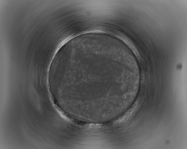 X0000098020858200804251135