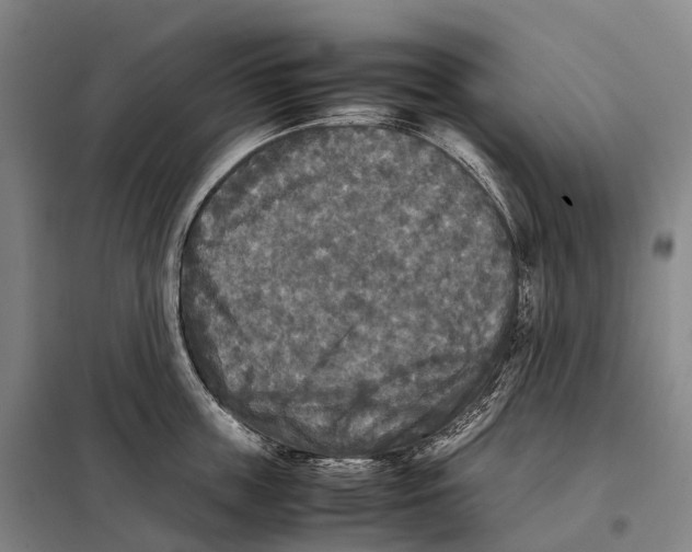 X0000098020859200804251135