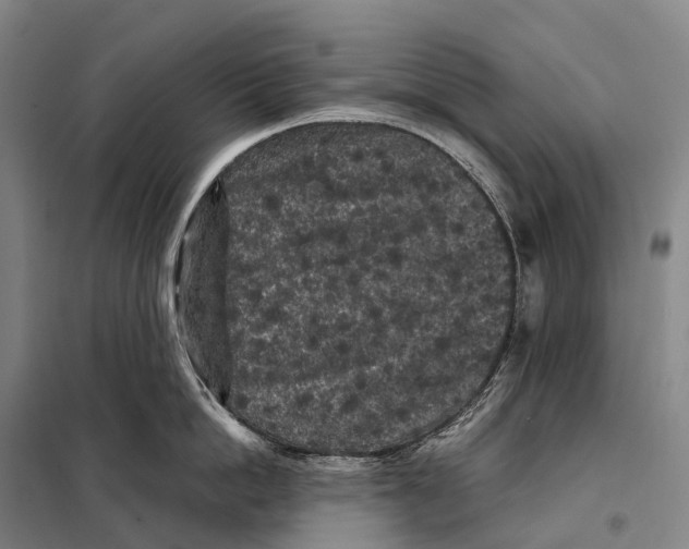 X0000098020862200804251136