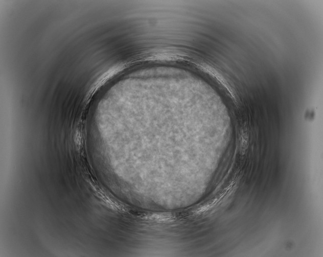 X0000098020874200804251135