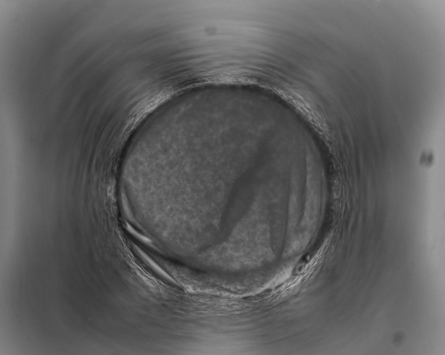 X0000098020881200804251135