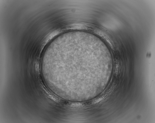 X0000098020882200804251135