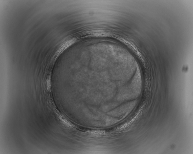 X0000098020889200804251135