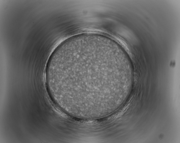 X0000098020891200804251135