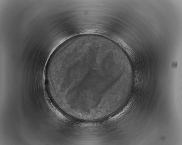 X0000098020892200804251135