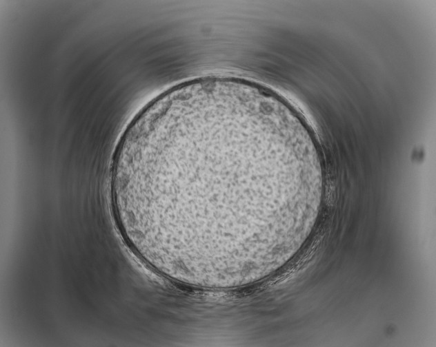 X0000098020903200804251134