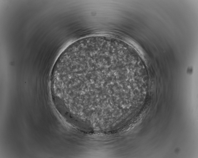 X0000098020907200804251134