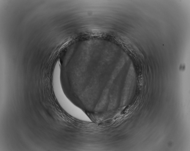 X0000098020916200804251133
