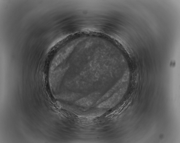 X0000098020919200804251133