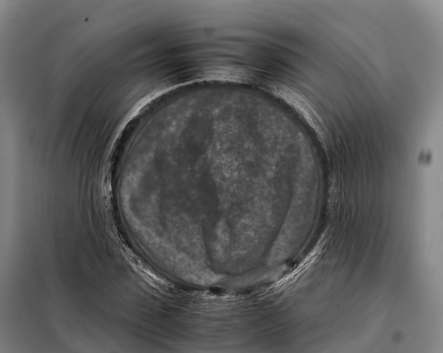 X0000098020923200804251134