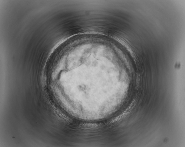 X0000098020925200804251134