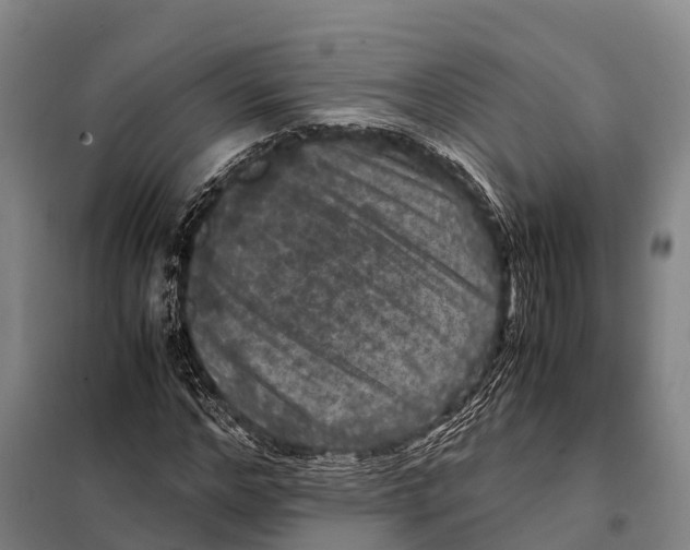 X0000098020968200804251133