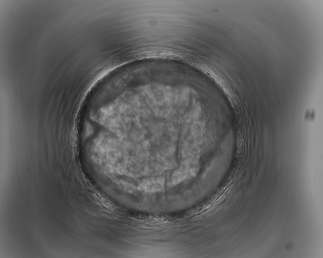 X0000098020975200804251133