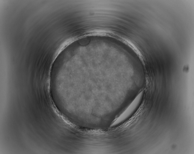 X0000098020994200804251133