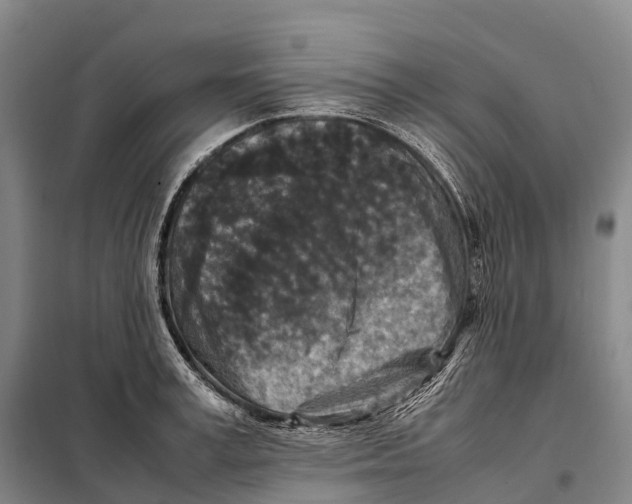X0000098020995200804251133