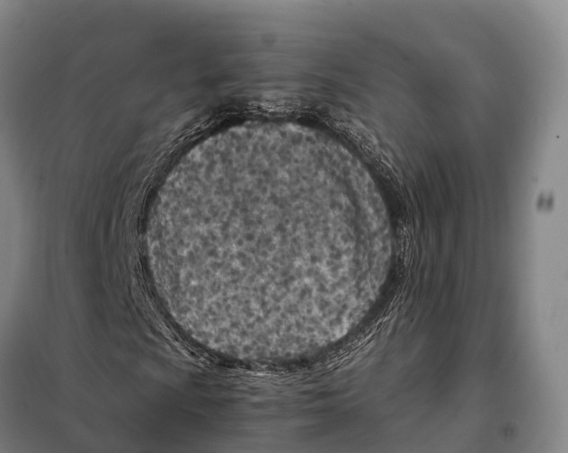X0000098021009200804251132