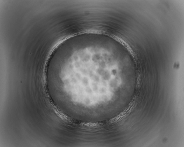 X0000098021027200804251132