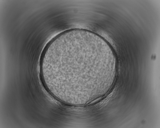 X0000098021028200804251132