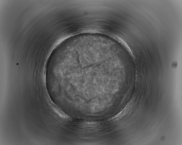 X0000098021035200804251132