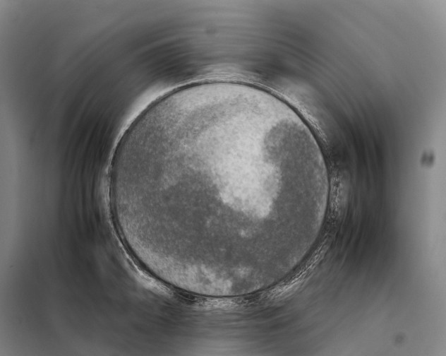 X0000098021094200804251131