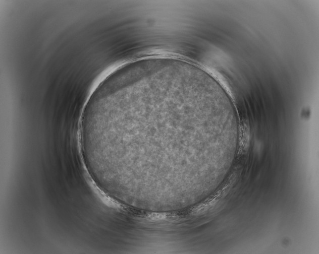 X0000098021098200804251131