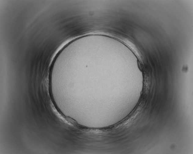 X0000098021100200804251131