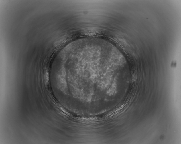 X0000098021106200804251131