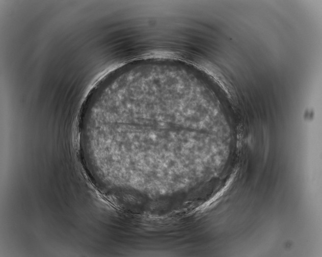 X0000098021117200804251131