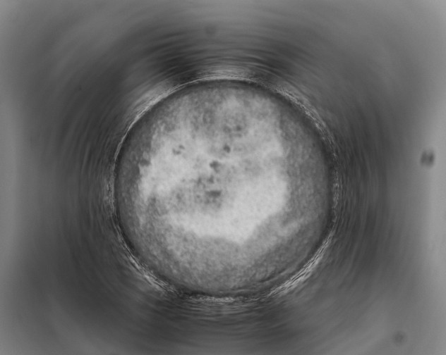 X0000098021121200804251131