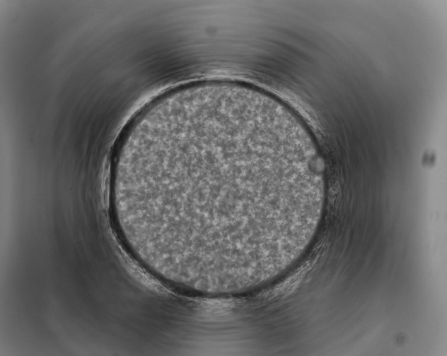 X0000098021126200804251131