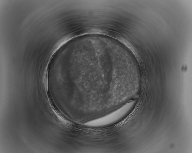 X0000098021127200804251131