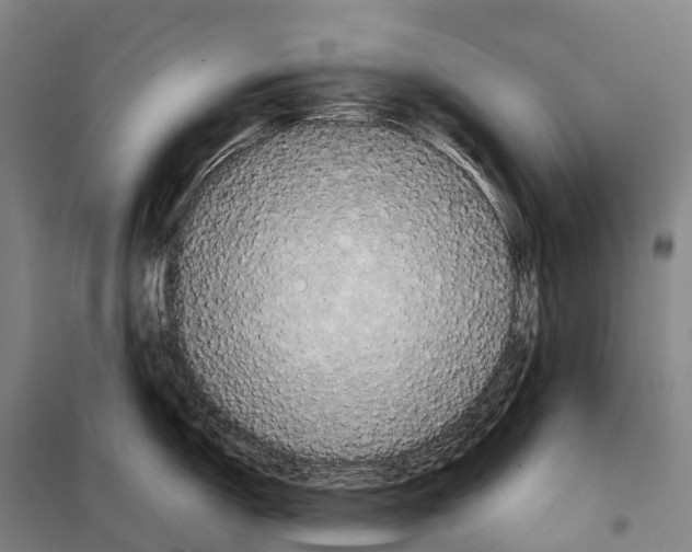 X0000098021150200804251131