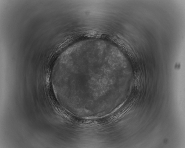 X0000098021154200804251130