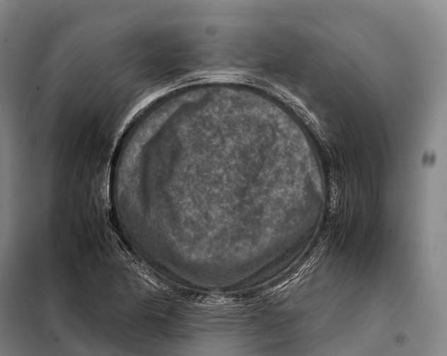 X0000098021174200804251130