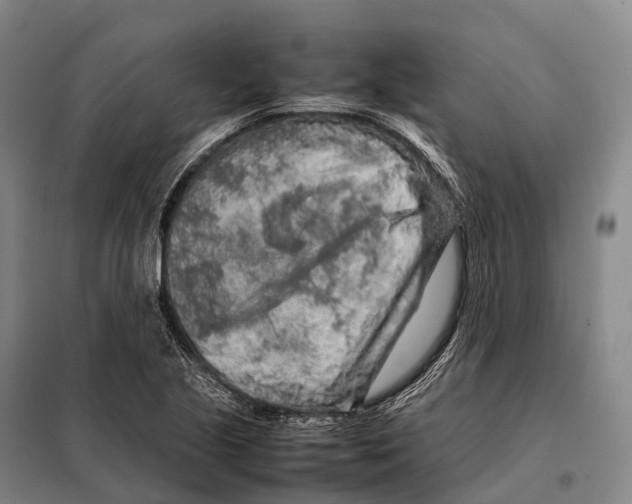 X0000098021221200804251129