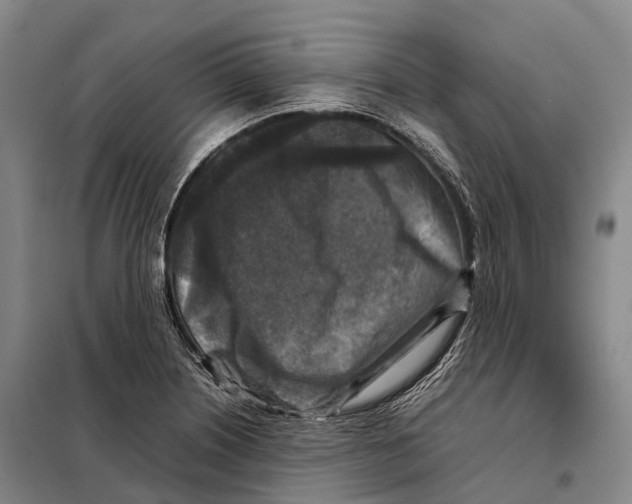 X0000098021226200804251130