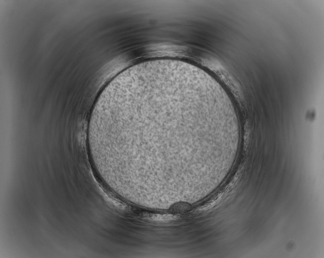 X0000098021233200804251130