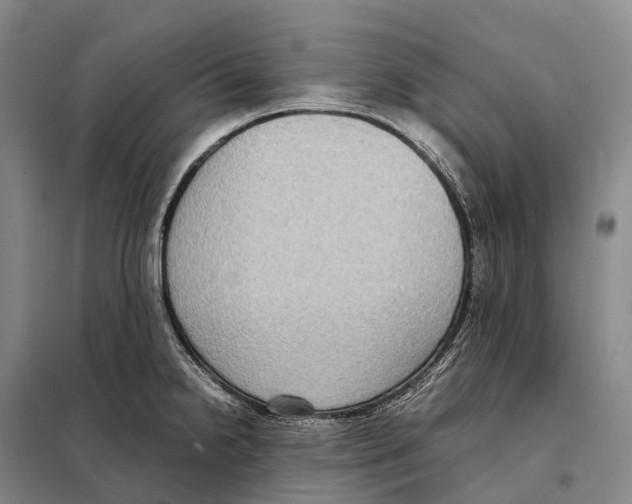 X0000098021238200804251130