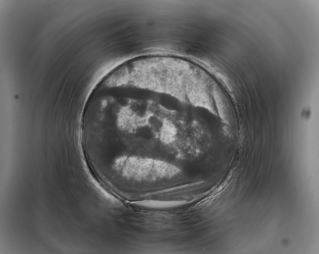 X0000098021239200804251130