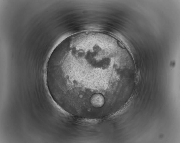 X0000098021243200804251130
