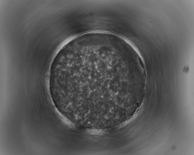 X0000098021245200804251130