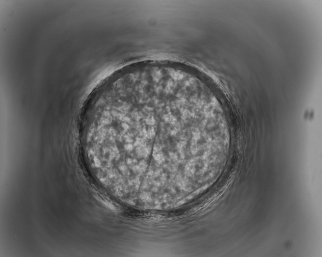X0000098021263200804251129