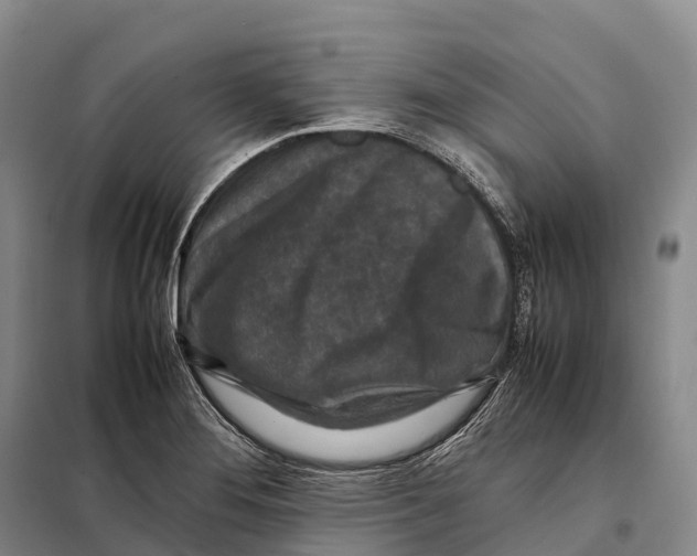 X0000098021276200804251129