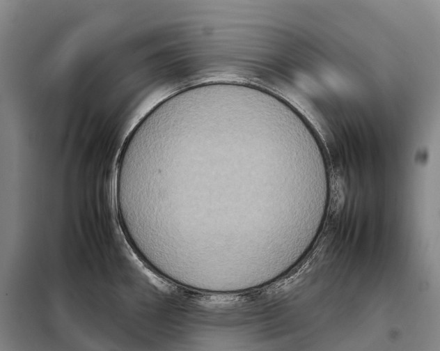 X0000098021290200804251129